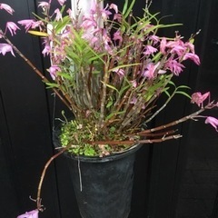 セッコク　赤　　②の画像