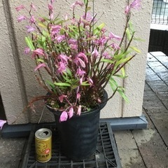 セッコク　赤　　②