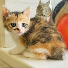 三毛猫