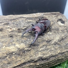 クワガタの画像