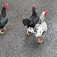 チャボ　20羽くらい