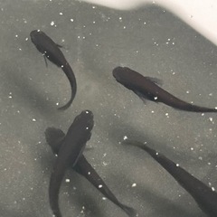 完売！ブラックジュエリー幼魚10匹 メダカ　めだか　睡蓮　スイレン　ビオトープ の画像