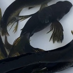 完売！ブラックジュエリー幼魚10匹 メダカ　めだか　睡蓮　スイレン　ビオトープ の画像