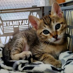 生後１ヶ月半！元気盛りの仲良し子猫兄弟☆Ｂくん