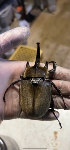 ギアスプランディゾウカブト