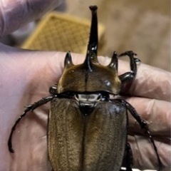 ギアスプランディゾウカブト