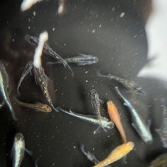 メダカ20匹プラスα