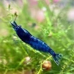 青いエビの画像