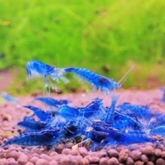 青いエビ