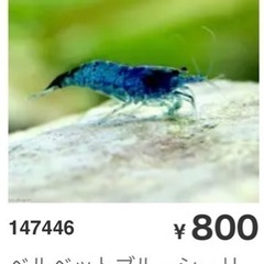 青いエビの画像