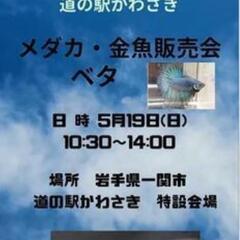 めだか・金魚・ベタ・中古水槽販売します！
