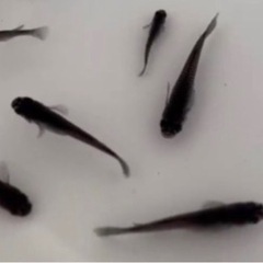 オロチ　めだか　卵