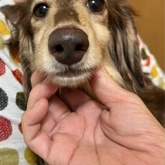 ミニチュアダックスフンド（代理投稿です）