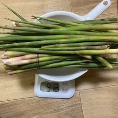 5/12収穫天然細竹