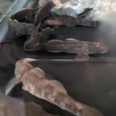 カワヨシノボリ 4〜5cm程度ですの画像