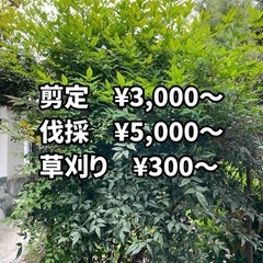 剪定・伐採お任せください！関東どこでも対応