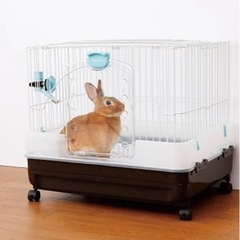 うさぎ小屋