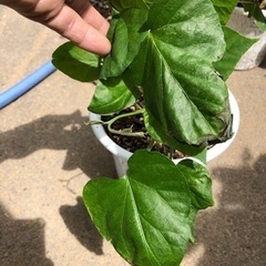 琉球朝顔の挿し木苗お譲りします！　基本引取り限定にて。