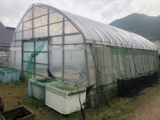 ビニールハウス