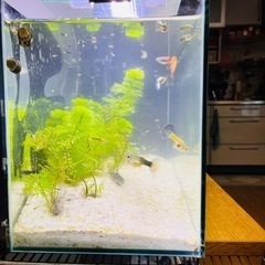 グッピー稚魚差しあげます