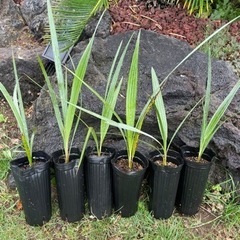 ブラヘアアルマータ