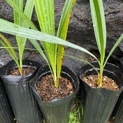 ブラヘアアルマータ