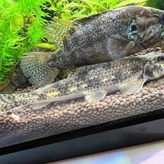 カマツカ