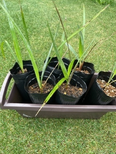 ブラヘアアルマータ