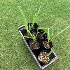 ブラヘアアルマータ