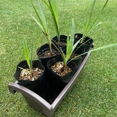 ブラヘアアルマータ