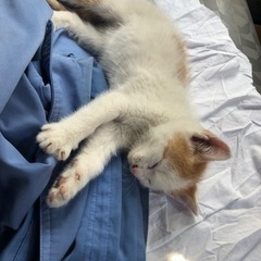 皆様ありがとうございます。里親さん無事見つかり感謝しておららます。