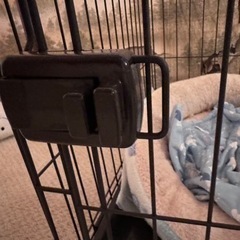 犬サークルの画像