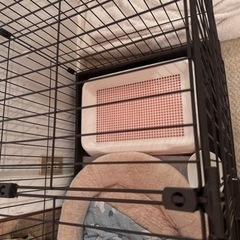 犬サークルの画像