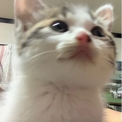 【2か月弱】耳デカヤンチャな美猫ちゃん