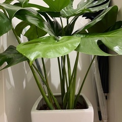 観葉植物　モンステラ