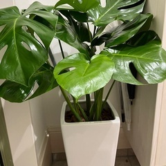 観葉植物　モンステラの画像