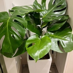 観葉植物　モンステラの画像