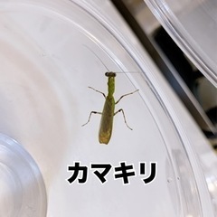 カマキリ　夜12時まで受取OK👌