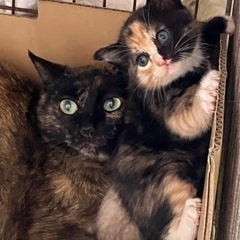 サビママと三毛猫赤ちゃん