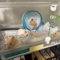 ハムスター