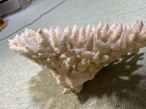 希少  ?天然白珊瑚   完全な丸々1個天然物　標本レベル