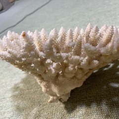 希少  🉐天然白珊瑚   完全な丸々1個天然物　標本レベルの画像