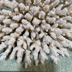 希少  🉐天然白珊瑚   完全な丸々1個天然物　標本レベルの画像