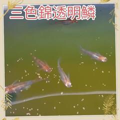 メダカ三色錦透明鱗　卵15個