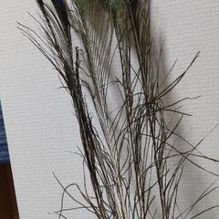 孔雀の飾り羽根の画像