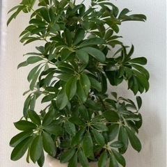★観葉植物  カポック★