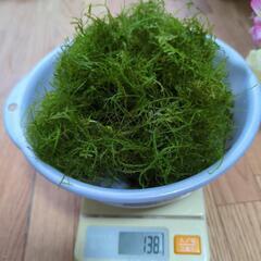 現品☆無農薬　ウィローモス　たっぷり130g以上　グレーバケツ