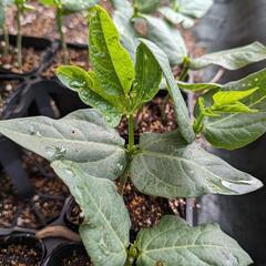 グリーンカーテンの苗、もらってくれる方🙇
