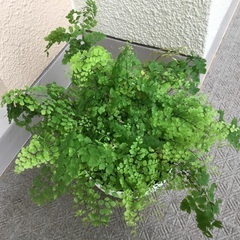 アジアンタム　苗の画像