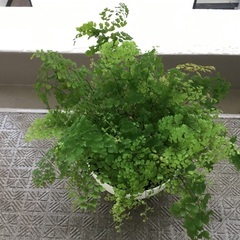 アジアンタム　苗の画像